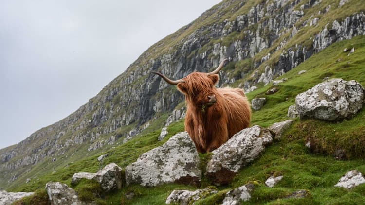 Google Searches For Scotland Spike