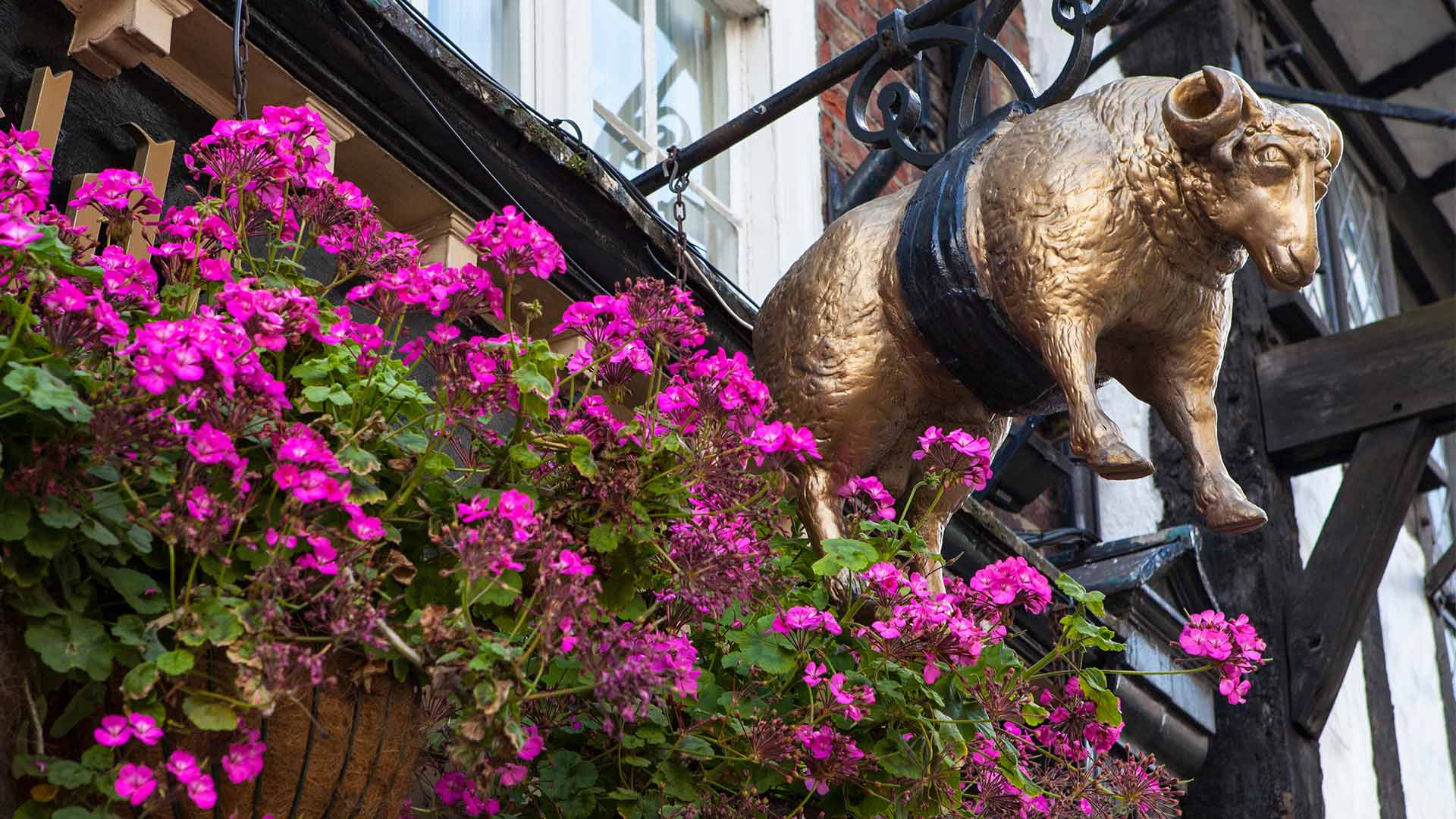 GOLDENFLEECE