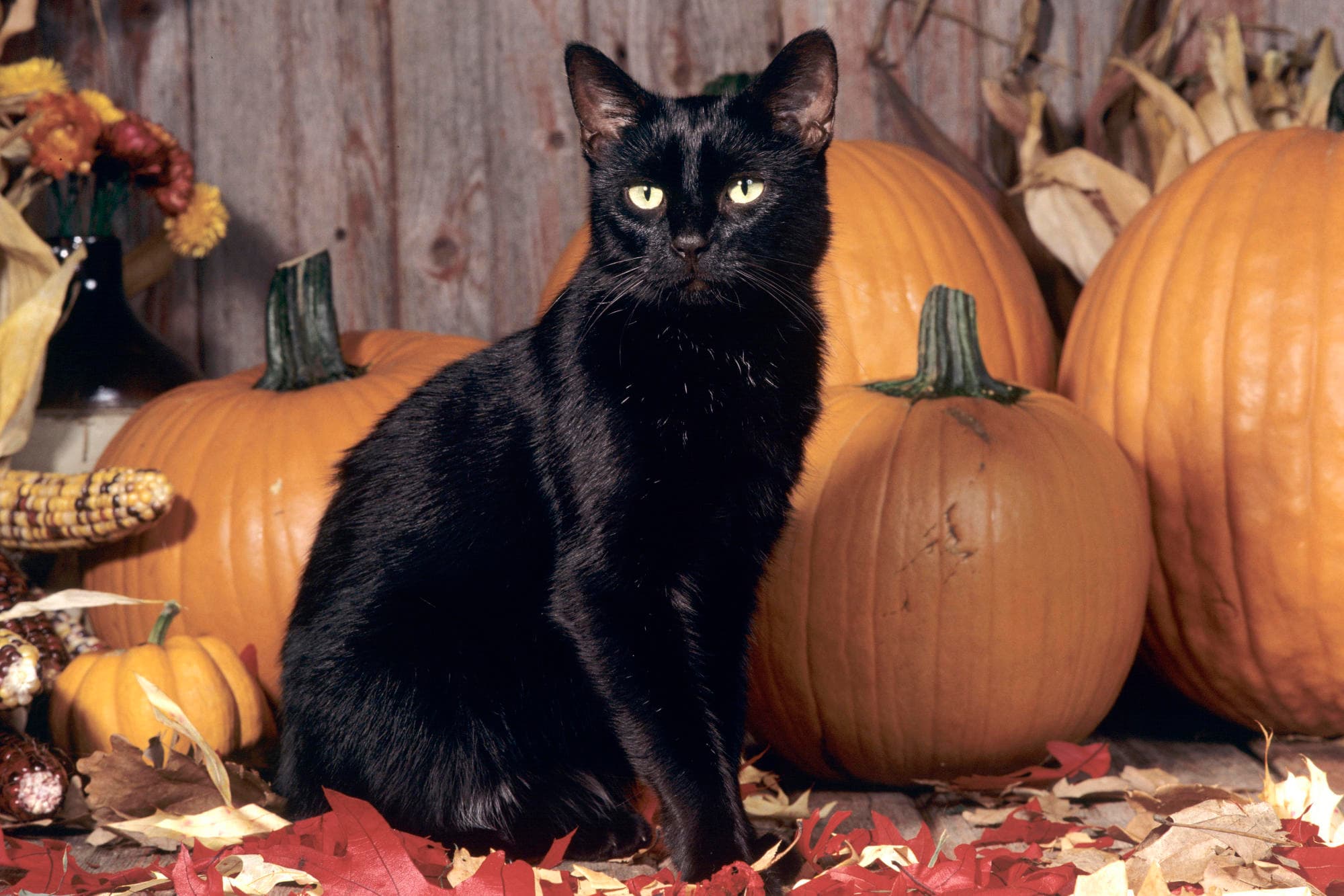 black cat