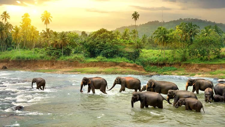 ELEPHANTSFEATUREDIMAGE