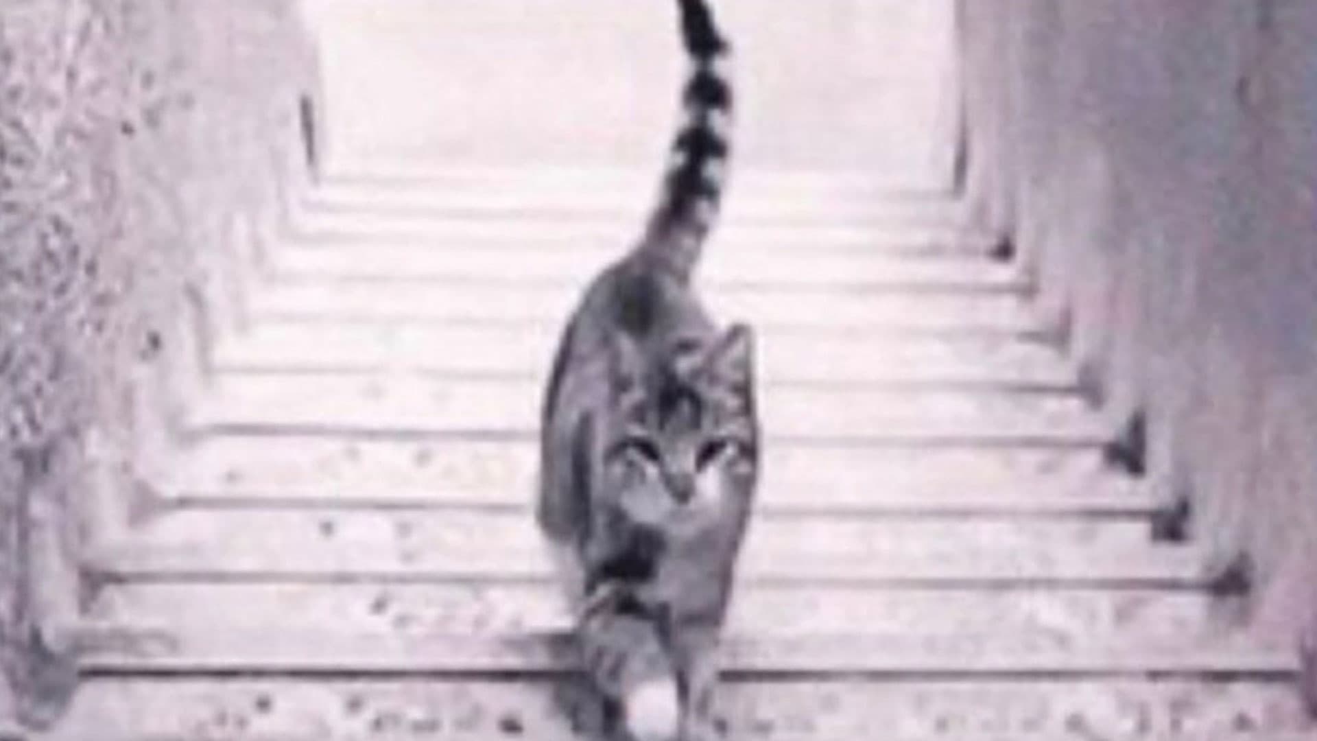 OpticalIllusionCatFEATUREDIMAGE