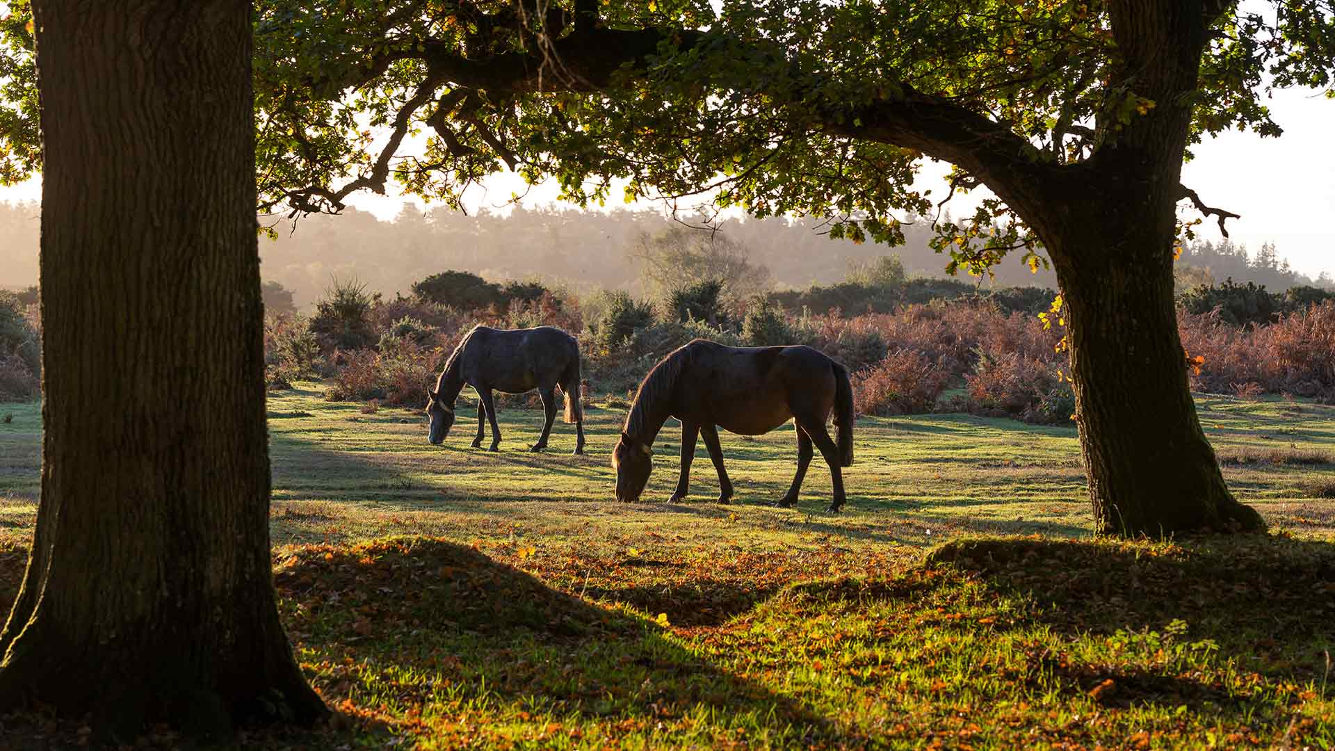 newforestFEATUREDIMAGE