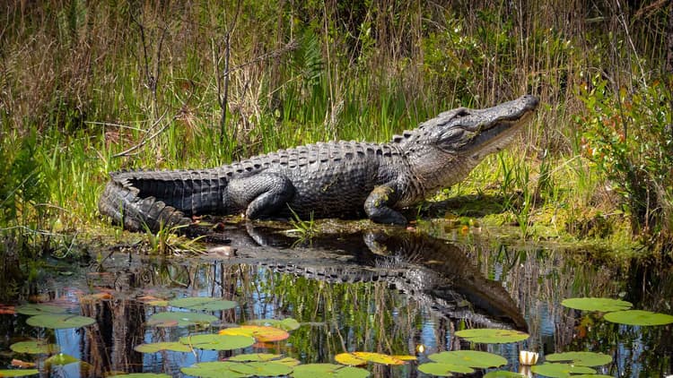 ALLIGATOR