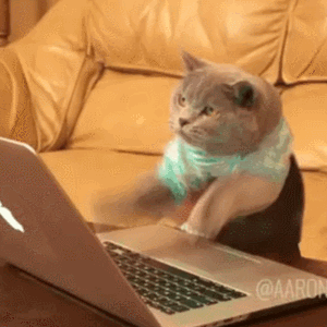 busycat