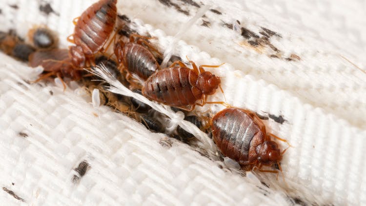 bedbugs2FEATUREDIMAGE