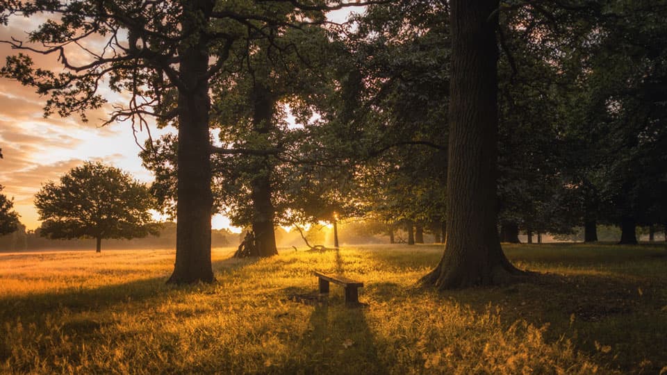 Richmond Park London Student Guide